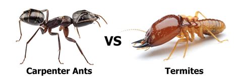 Carpenter Ants vs Termites - Pronto Pest Management