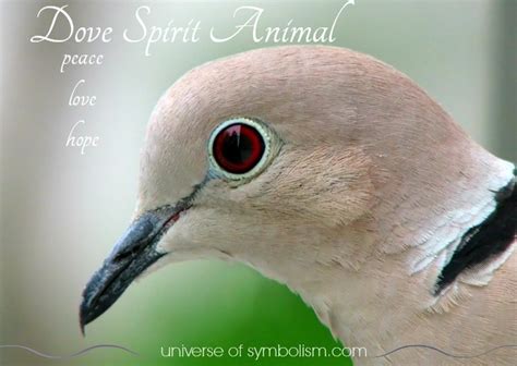 Dove Symbolism & Dove Meaning | Dove Spirit & Totem Animal Guidance