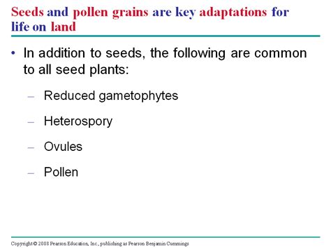 Phylum Ginkgophyta