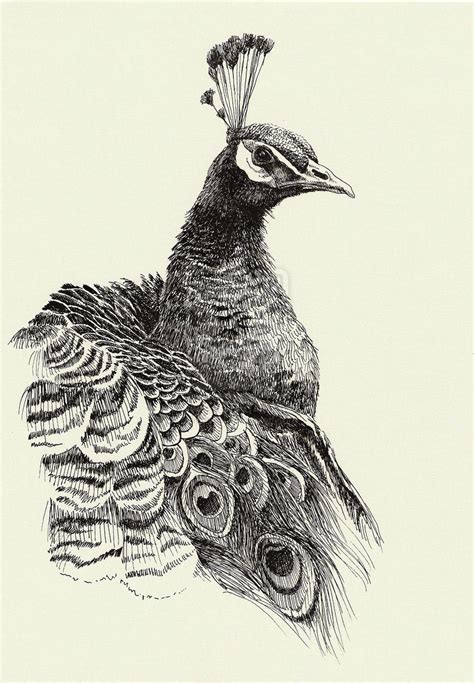 Peacock Drawing Reference and Sketches for Artists