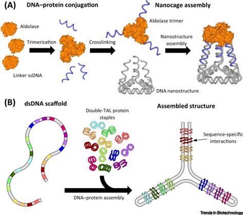 Functional Applications of Nucleic Acid–Protein Hybrid Nanostructures ...