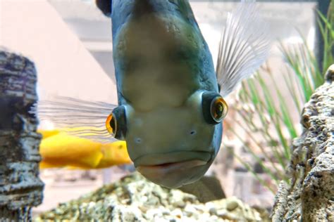 Oscar Fish Care Guide for Beginners - Avid Aquarist