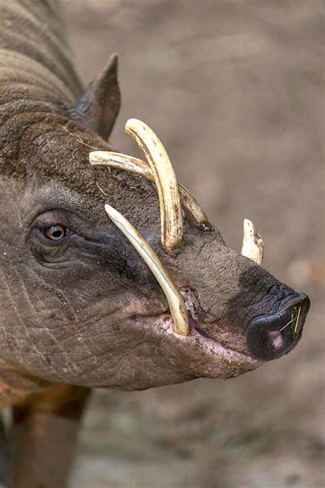 Babirusa | San Diego Zoo Animals & Plants