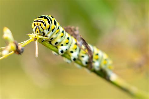 Investigating Black Swallowtail Caterpillars' Behavior - Lewis Ginter ...