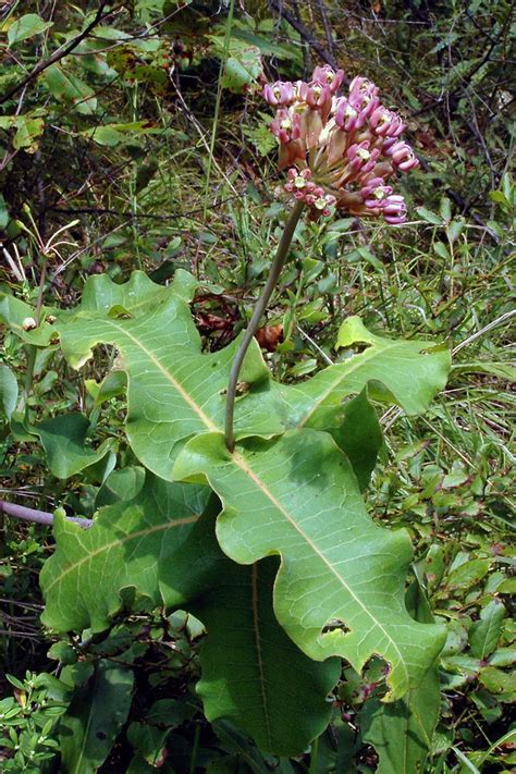 Asclepias amplexicaulis (clasping milkweed): Go Botany