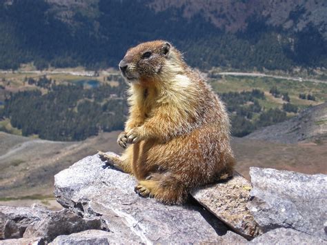 File:Marmot-edit1.jpg - Wikipedia