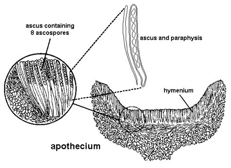 Ascomycota| Fruit body| Ascocarp| Types|