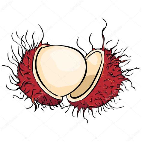 Rambutan clipart - Clipground