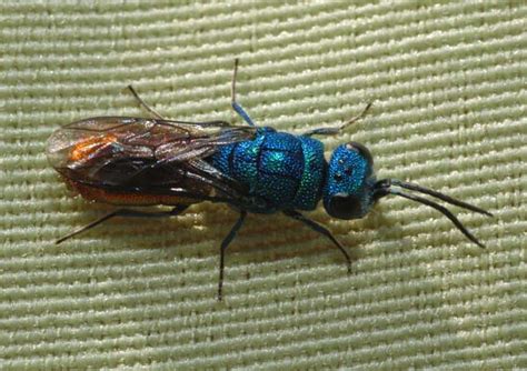 Cuckoo wasp | Chrysis ignita | Insect