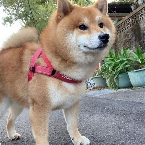 Shiba Inu wearing harness | Shiba inu, Shiba, Animals