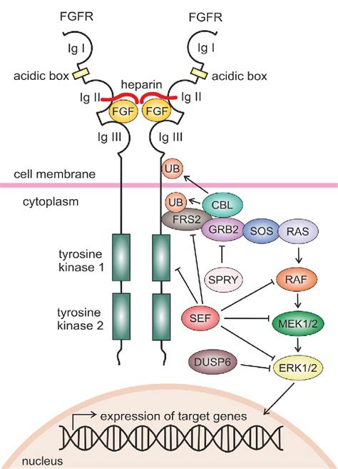 Figure 1 from FGF/ERK signaling pathway: how it operates in mammalian ...