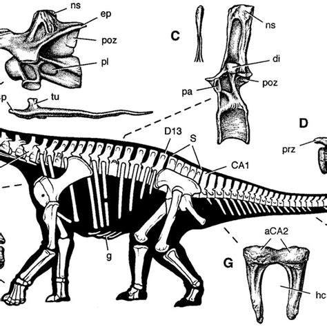 (A) Calibrated phylogeny of sauropods (9, 10) showing the phylogenetic ...