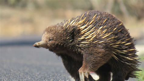 Echidna breeding season creates research opportunity - ABC News