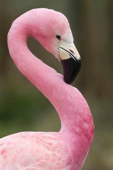 Flamingo | Pink flamingos, Flamingo bird, Flamingo