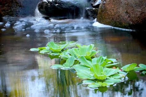 Pond Plants - 10 Popular Pond Plants | Aquascape Blog