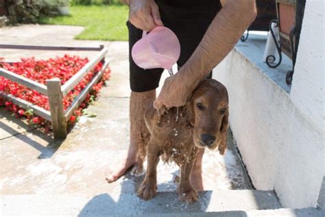 How to Get Skunk Smell Off a Dog - Whole Dog Journal