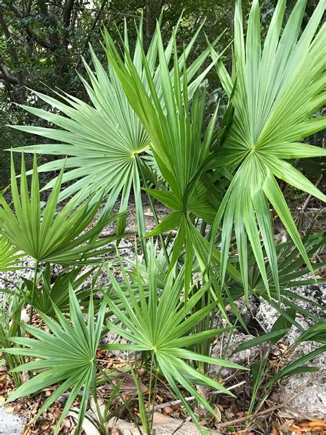 Saw Palmetto - Serenoa Repens for sale South Florida 🌳 | Treeworld ...