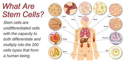 10 Benefits of Stem Cell Therapy - StemCures