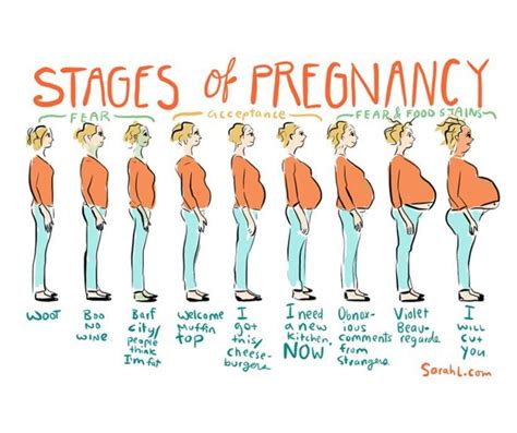 The 6 Stages of Pregnancy