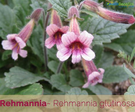 Rehmannia facts and health benefits