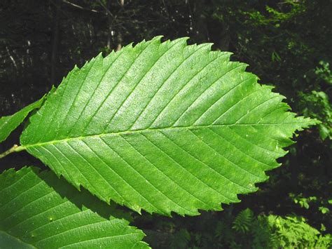 Ulmus americana (American elm): Go Botany