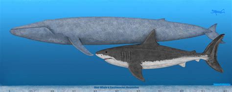 14+ Megalodon Size Comparison With Blue Whale Gif – Wall HD Phone Destop