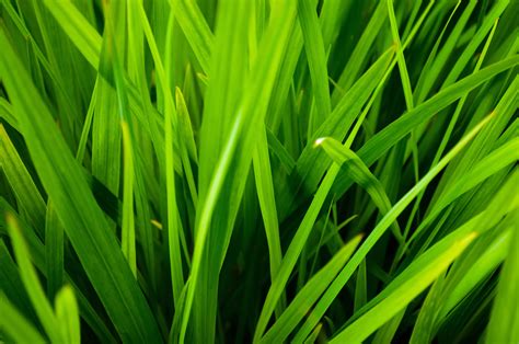 Grass Free Stock Photo - Public Domain Pictures