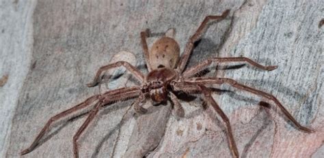 How To Recognize The Symptoms Of A Huntsman Spider Bite