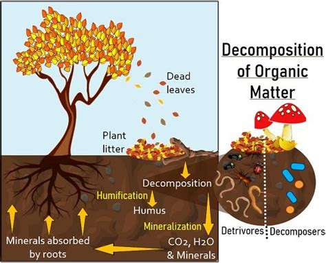 Organic Matter Decomposition? Definition and Process - Biology Reader