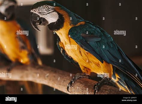 Ara bird portrait blue yellow and white colors. Portrait made in ZOO ...