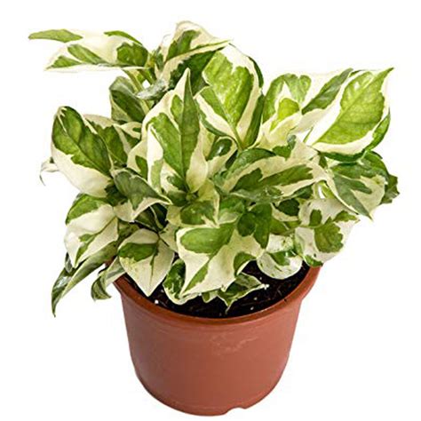 Pothos Variegated White - MICRO PLANT STUDIO