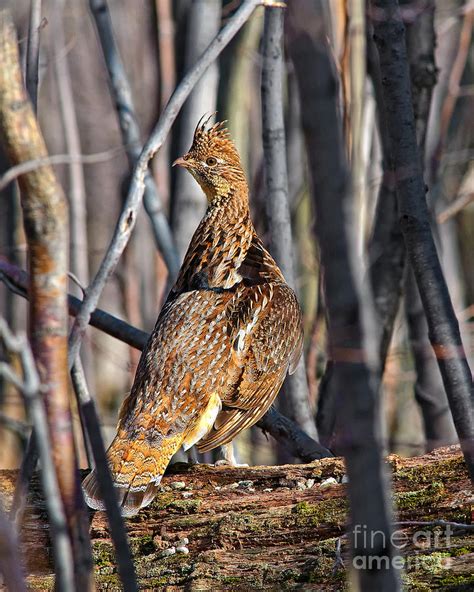 Ruffed Grouse on Drumming Log Photograph by Timothy Flanigan - Fine Art ...