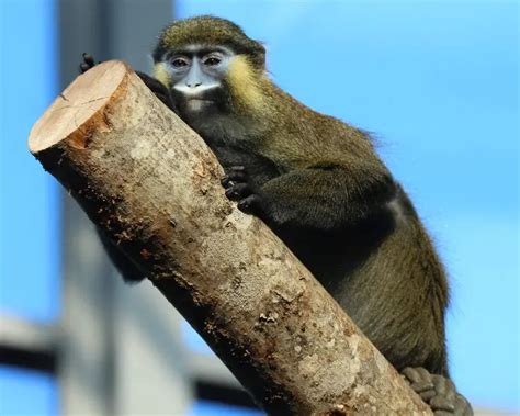 Moustached guenon - Facts, Diet, Habitat & Pictures on Animalia.bio