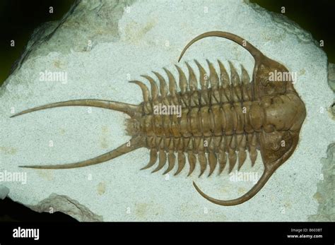 Paleozoic Era Fossils