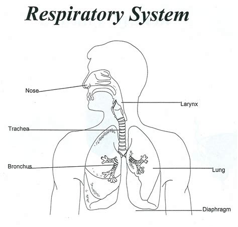 [DIAGRAM] Labeled Diagram Of The Respiratory System For Kids Wiring ...