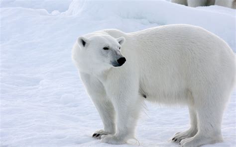 Wallpaper Polar bear, snow, winter, white color 1920x1200 HD Picture, Image