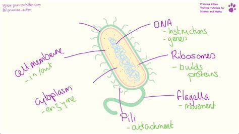 Labelled Diagram Of A Bacterium