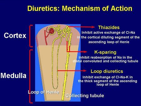 furosemide mechanism - Google Search | Step 2 Maloooooo | Pinterest ...