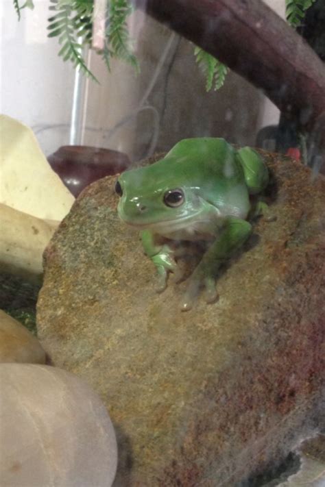 Australian green tree frog | Green tree frog, Tree frogs, Frog