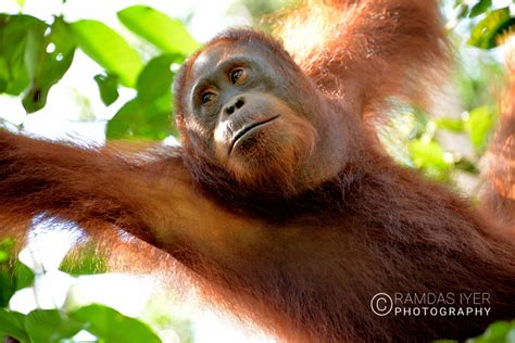 Indonesia Wildlife – Ramdas Iyer Photography