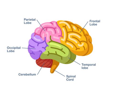 Function of Occipital Lobe - Can We Improve Our Vision? - Mindvalley Blog