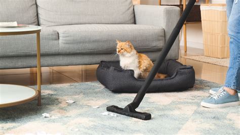 Bissell vs Shark Pet Vacuum - Which is the Best? - Living Pristine