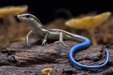 Blue Tailed Skink Care Guide (Needs & FAQs Explained + Pics)