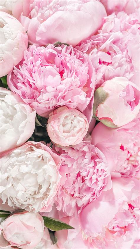 Download Light Pink Peony Bouquets Wallpaper | Wallpapers.com