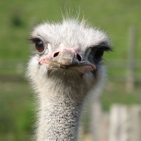 Ostrich Facts | Ostriches | African Animals