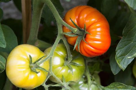 Red and green tomatoes on plant free image download