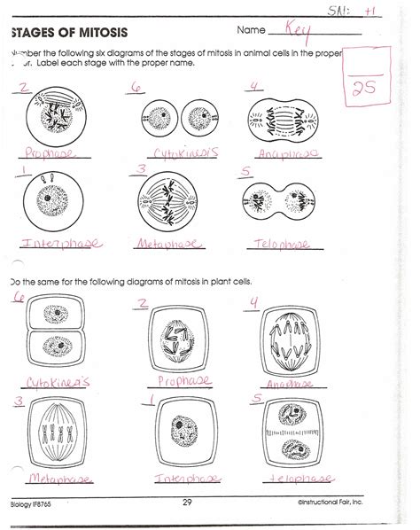 Phases Of Mitosis Worksheet Answers