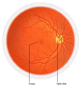 Fovea - American Academy of Ophthalmology