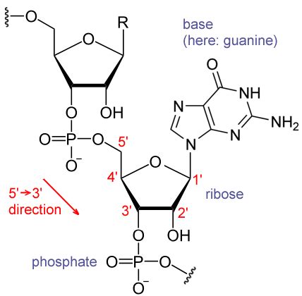 RNA | Biomacromolecular structures