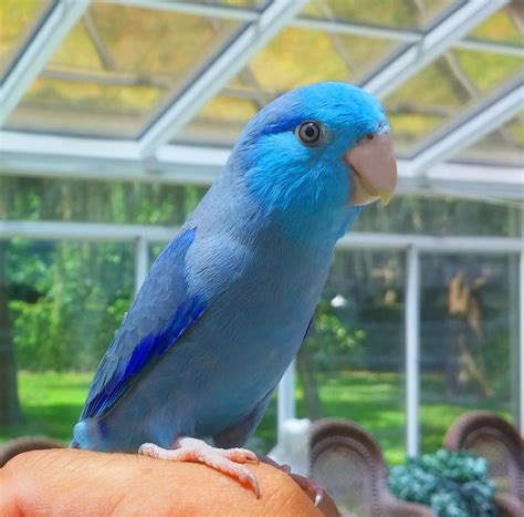 Fancy Purple (Violet) Male Parrotlet | Parrotlet, Pet birds, Bird pictures